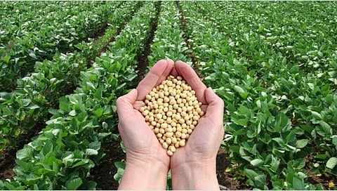 Soybean Quality