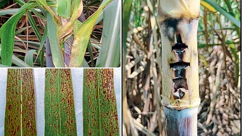 Sugarcane Disease