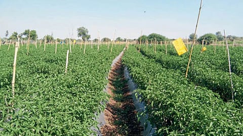 Chilli Farming
