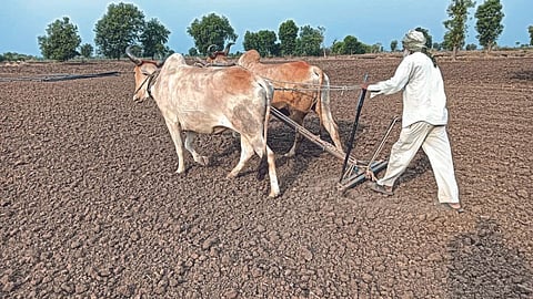 Kharif Sowing