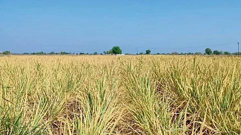 Sugarcane Crop