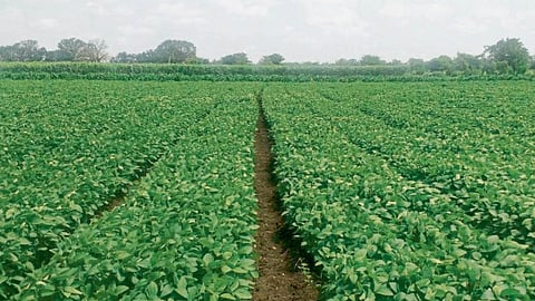 Soybean Farming