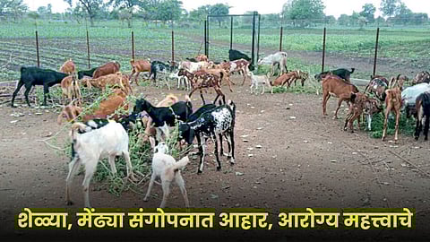 Goat Rearing