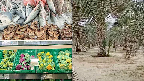 Dubai Agriculture