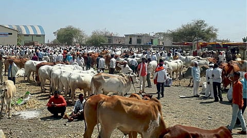 Livestock Market
