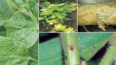 Pests on soybeans