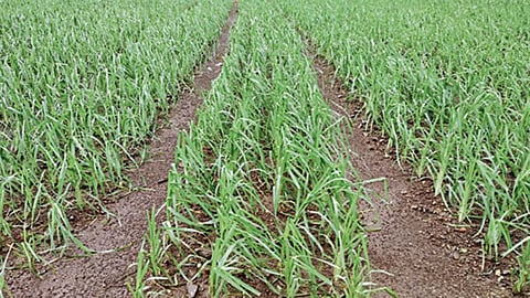 Regenerative Farming