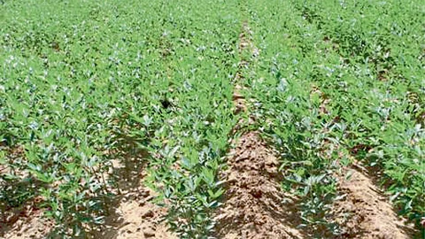 Crop Production