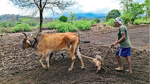 Paddy Farming