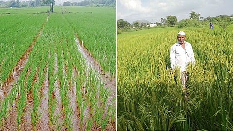 Paddy Farming