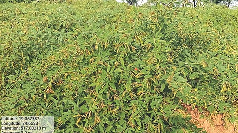 Phule Pallavi Tur Variety