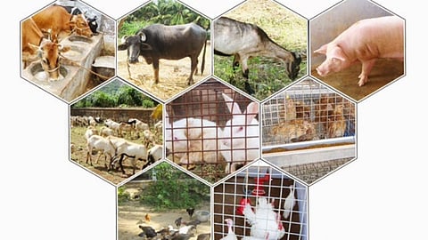 Animal Husbandry