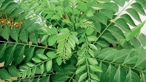 Curry Leaves