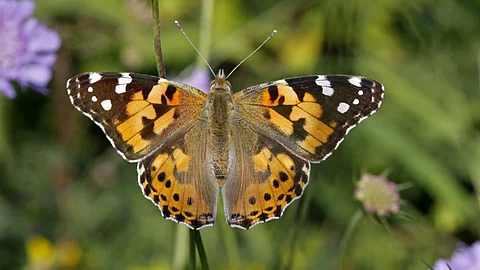 Painted Lady Butterfly
