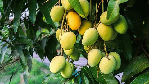 Kesar Mango