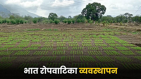 Paddy Farming