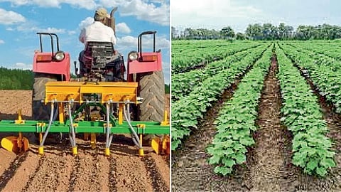 Cotton Farming