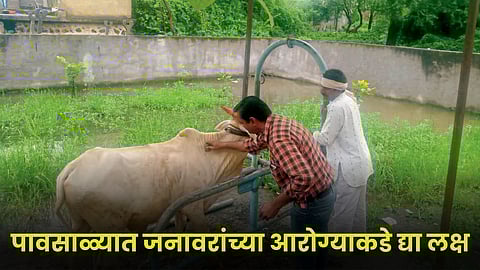 Animal Care