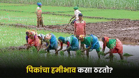 Crop MSP