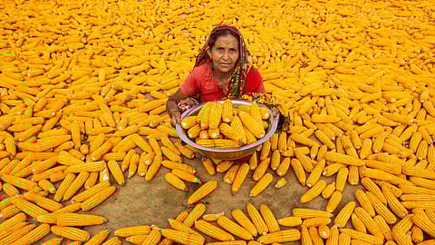 Maize Market