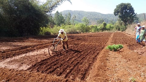 Ragi Crop Kolhapur