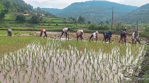 Paddy Plantation