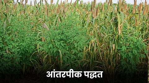 Intercropping Method