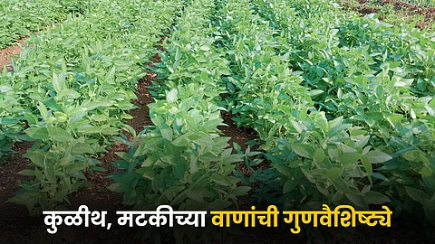 Pulses Farming