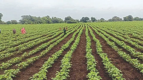 Kharif Crop Weed Control