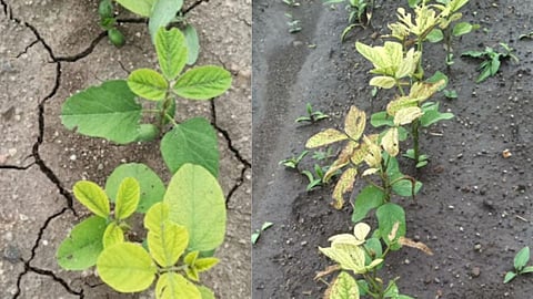 Soybean Chlorosis