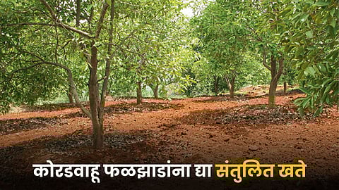 Fruit Crop Fertilizers