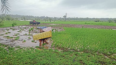Paddy Farming