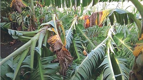 Banana Crop Damage