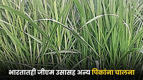 Sugarcane GM Variety