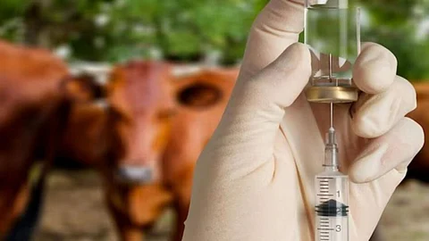 Animal Vaccination