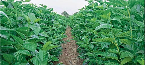 Mulberry Cultivation