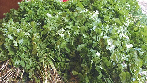 Coriander