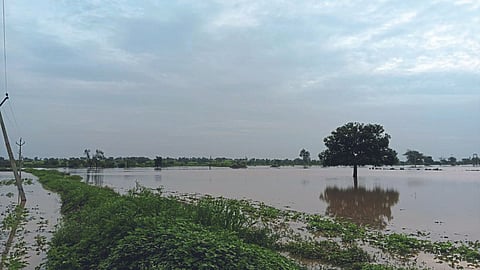 Crop Damage