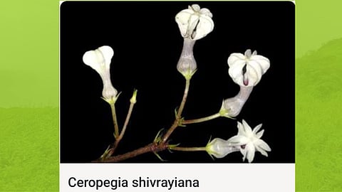 Ceropegia Shivarayina