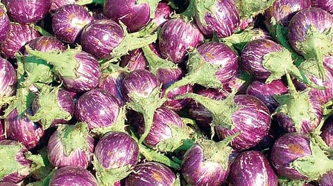 Eggplant