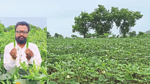 Okra Farming
