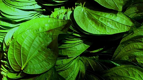 Betel Leaf