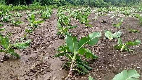 Crop Damage