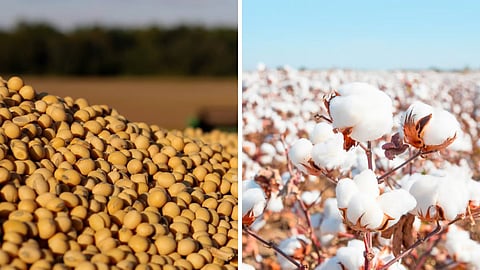 Cotton Soybean