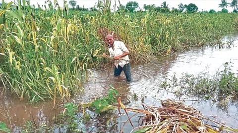Kolhapur Crop Damage