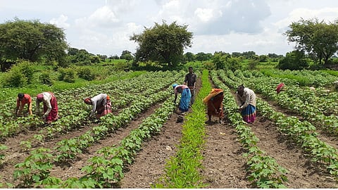 Crop Fertilizer Management
