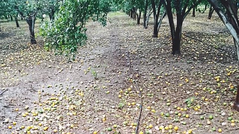 Orange Fruit Fall