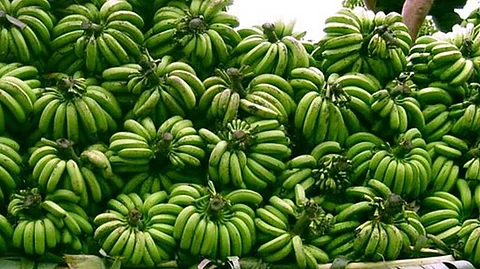 banana rates