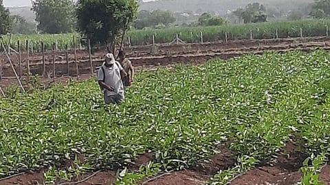 Crop Diseases