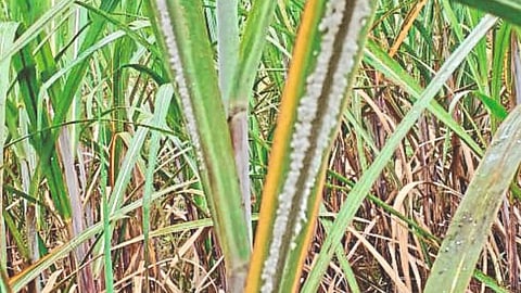 Sugarcane Production Kolhapur